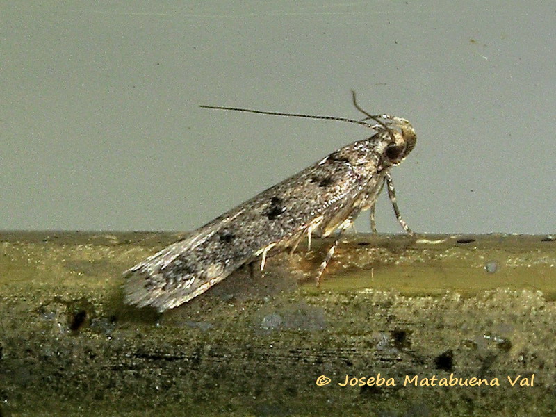 Bryotropha domestica - Gelechiidae